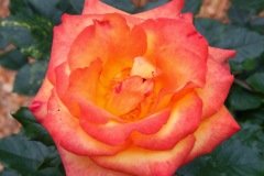 Beauty-3